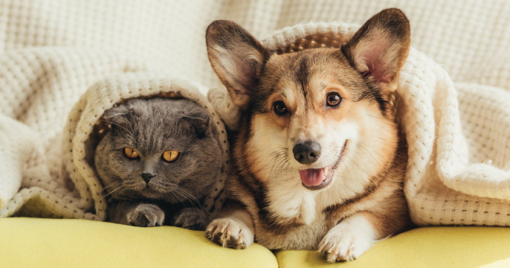 Cat and dog in a under a blanket