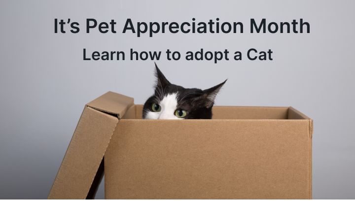 Learn about how to adopt cats