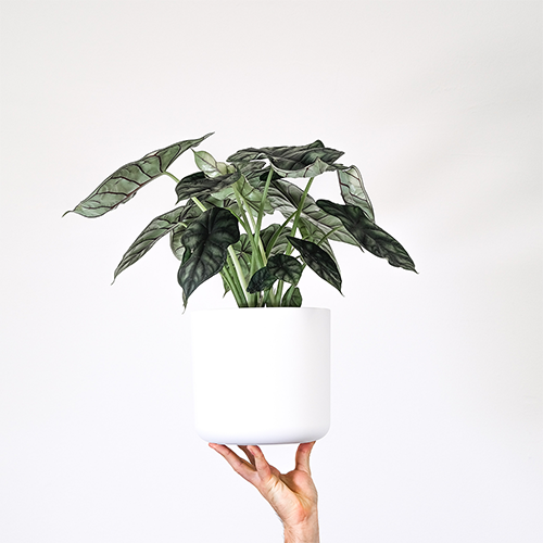 A medium alocasia plant in a white plant pot