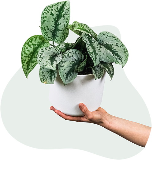 A leafy green plant in a white plant pot.