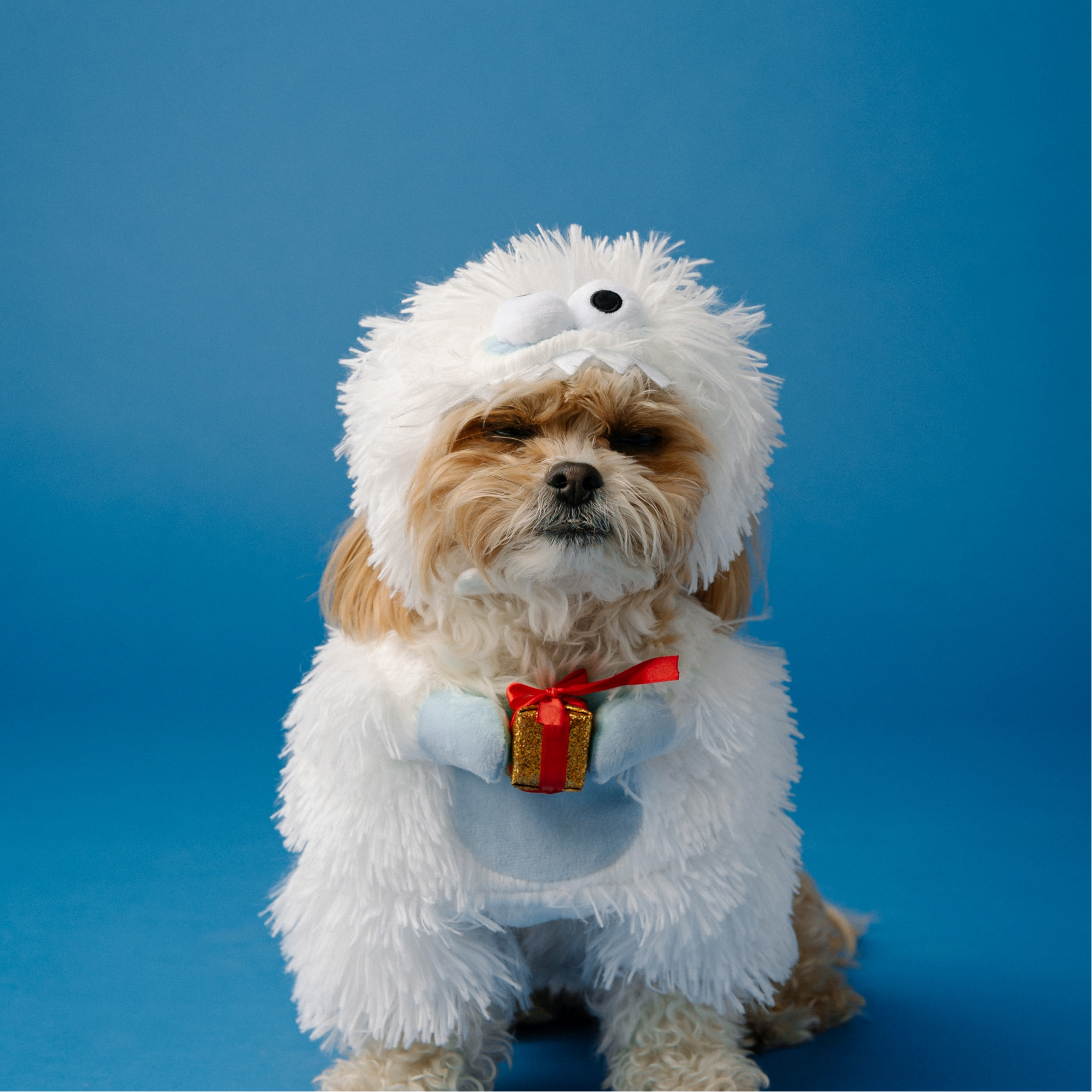Portrait of a white dog in a costume on blue textile.