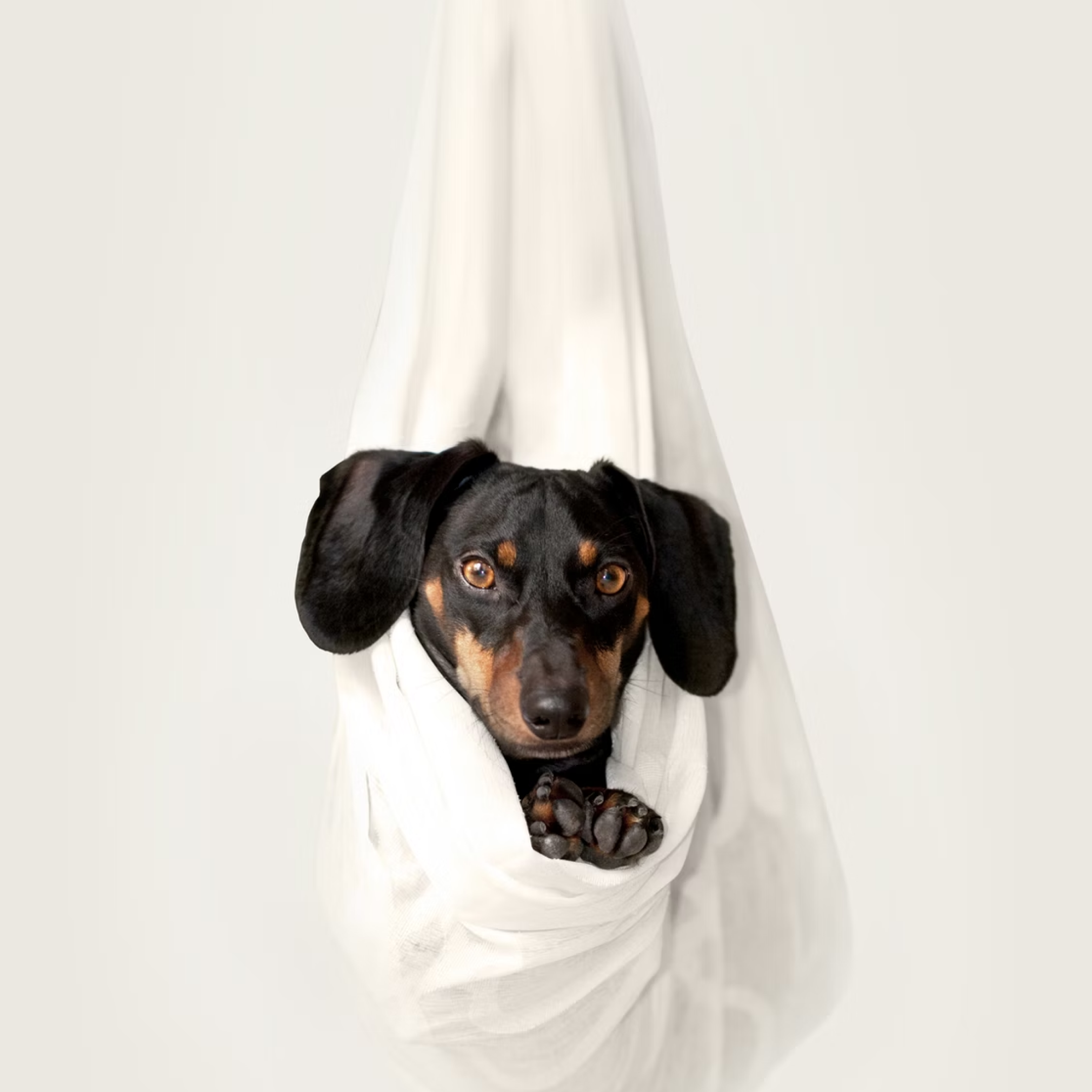 Black and brown dog hanging in a bag.