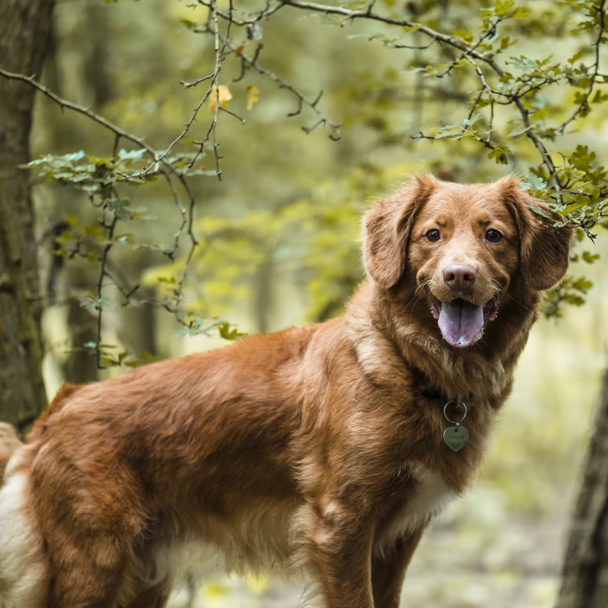 Golden brown dog standing in the woods.