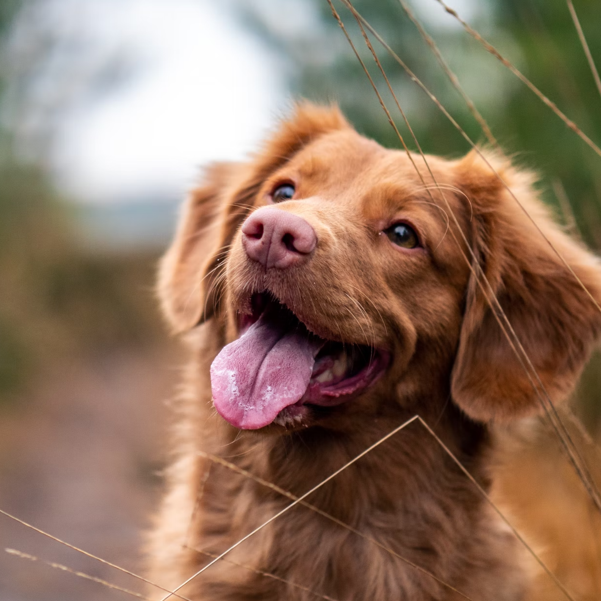 Close up image of golden brown dog outside.