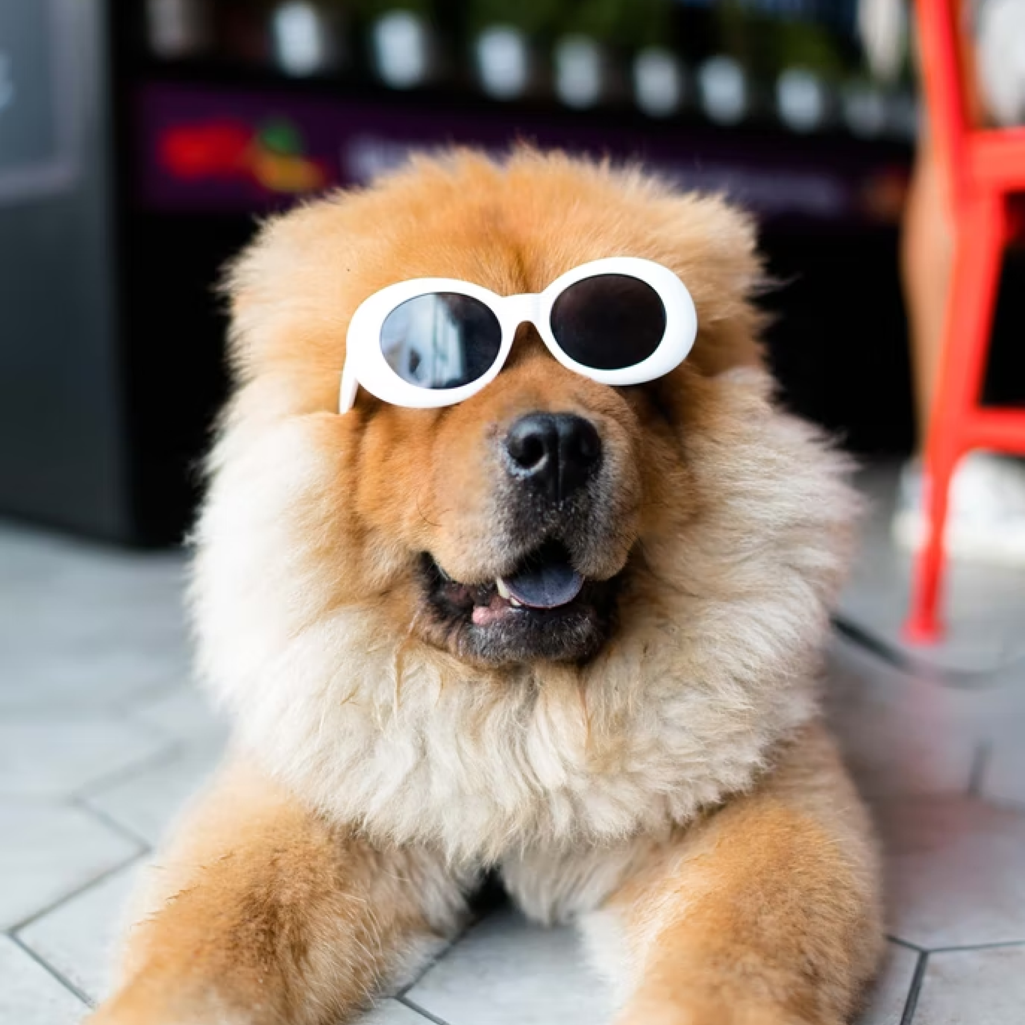 Chow chow dog on ground sitting with sunglasses.
