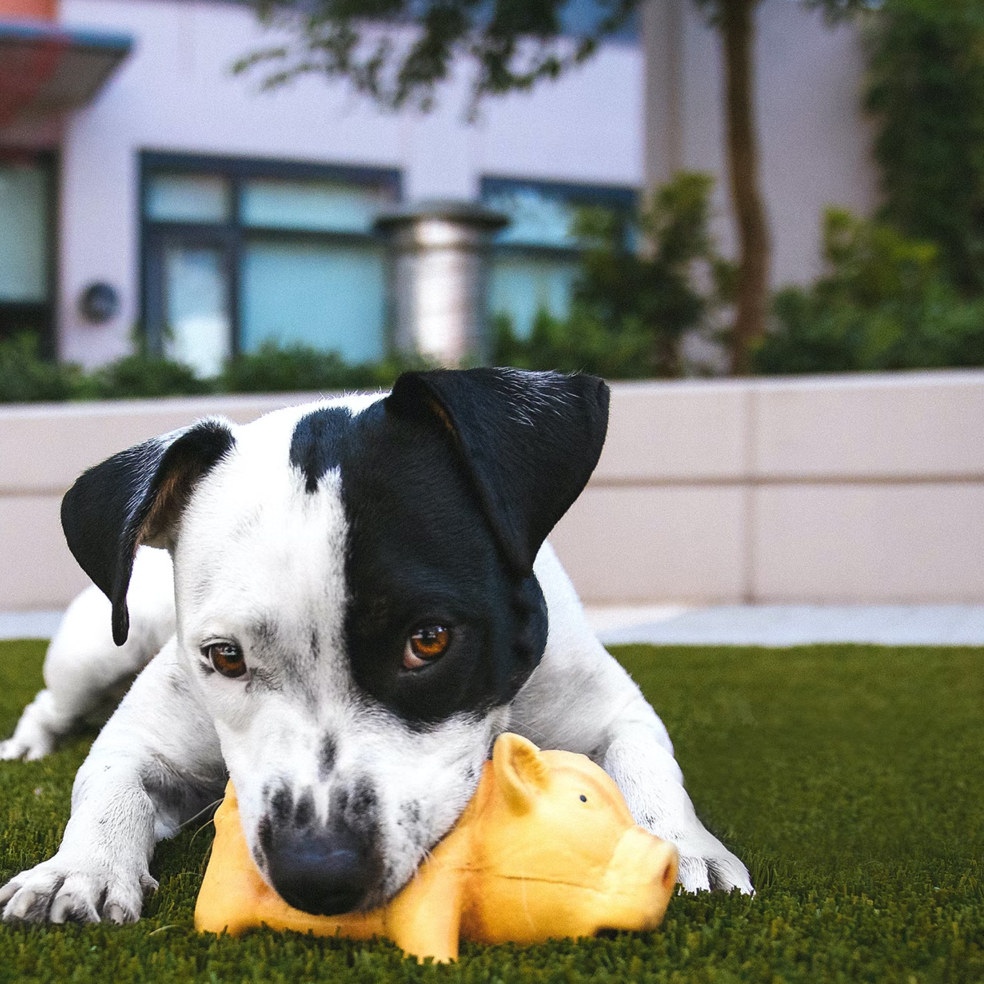 Black and white dog playing with toy.