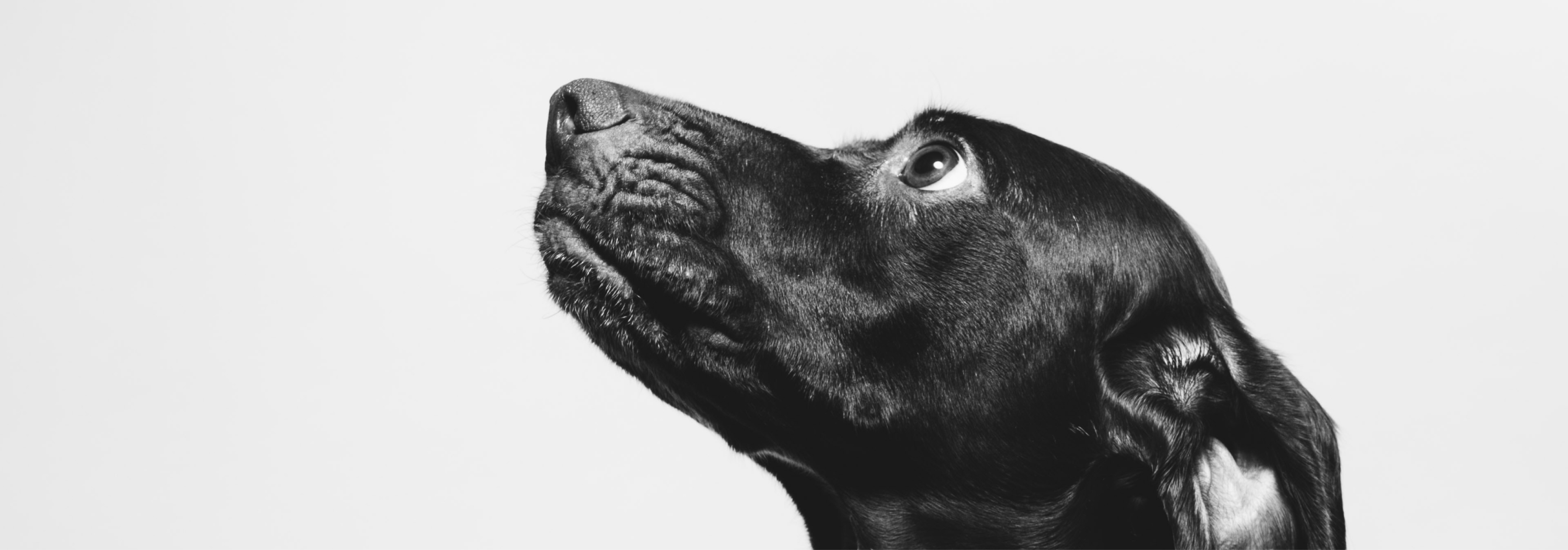 Black and white photography of a dog.