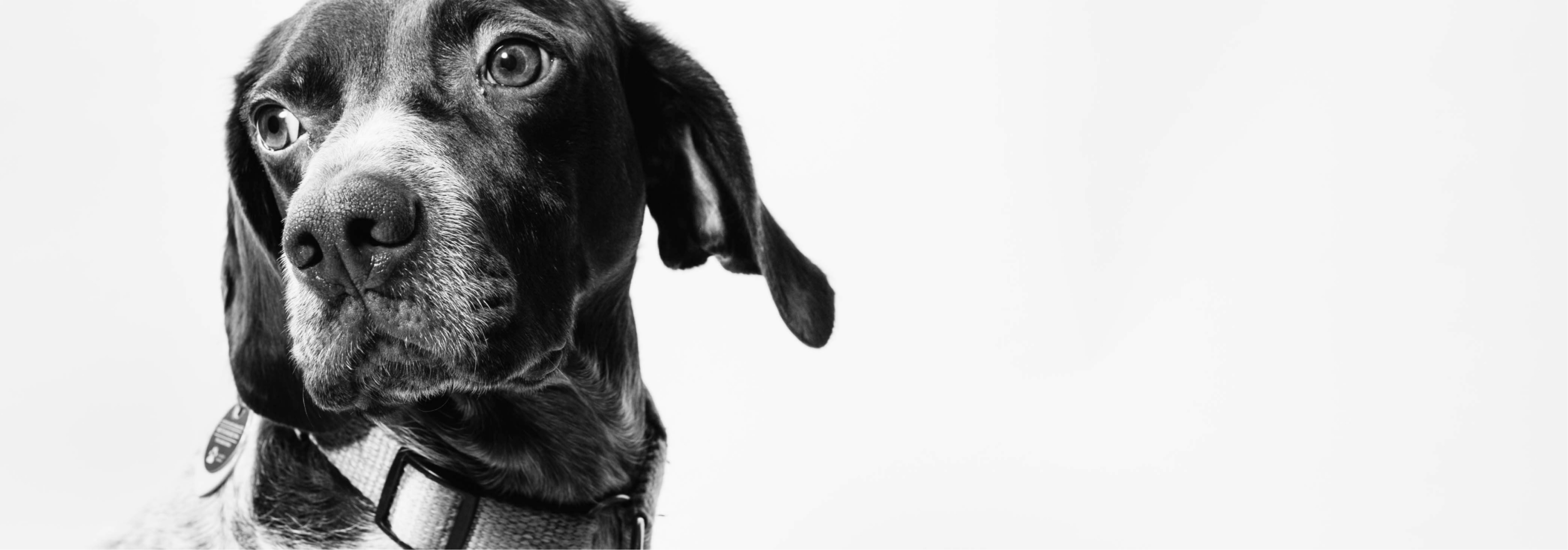 Black and white photography of a dog.