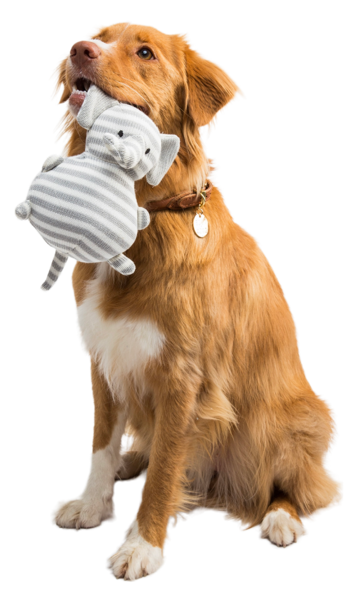 Happy dog holding a grey and white toy with mouth.