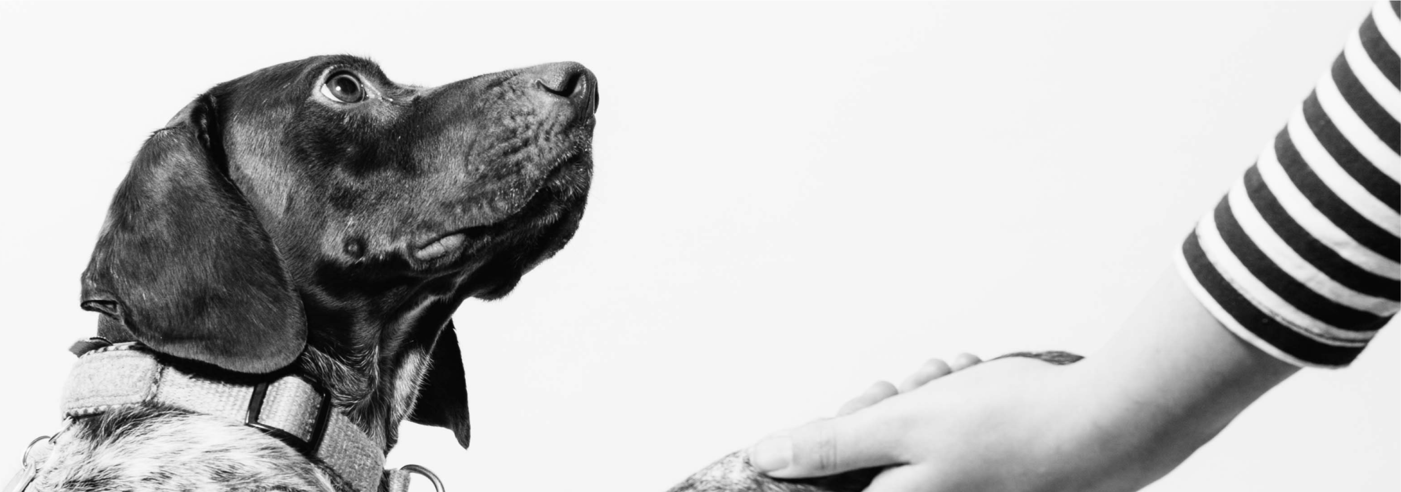 Black and white photography of a dog.