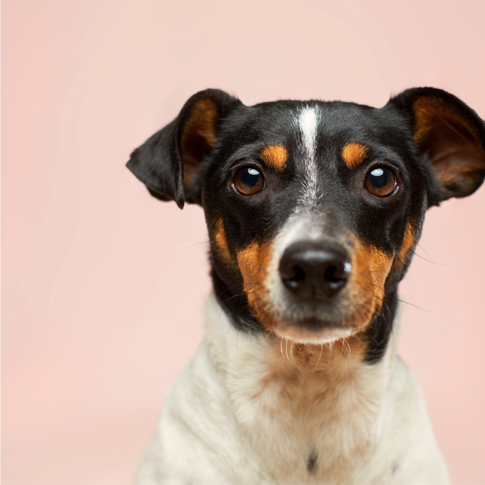 Portrait of Jack Russell Terrier on pink textile.