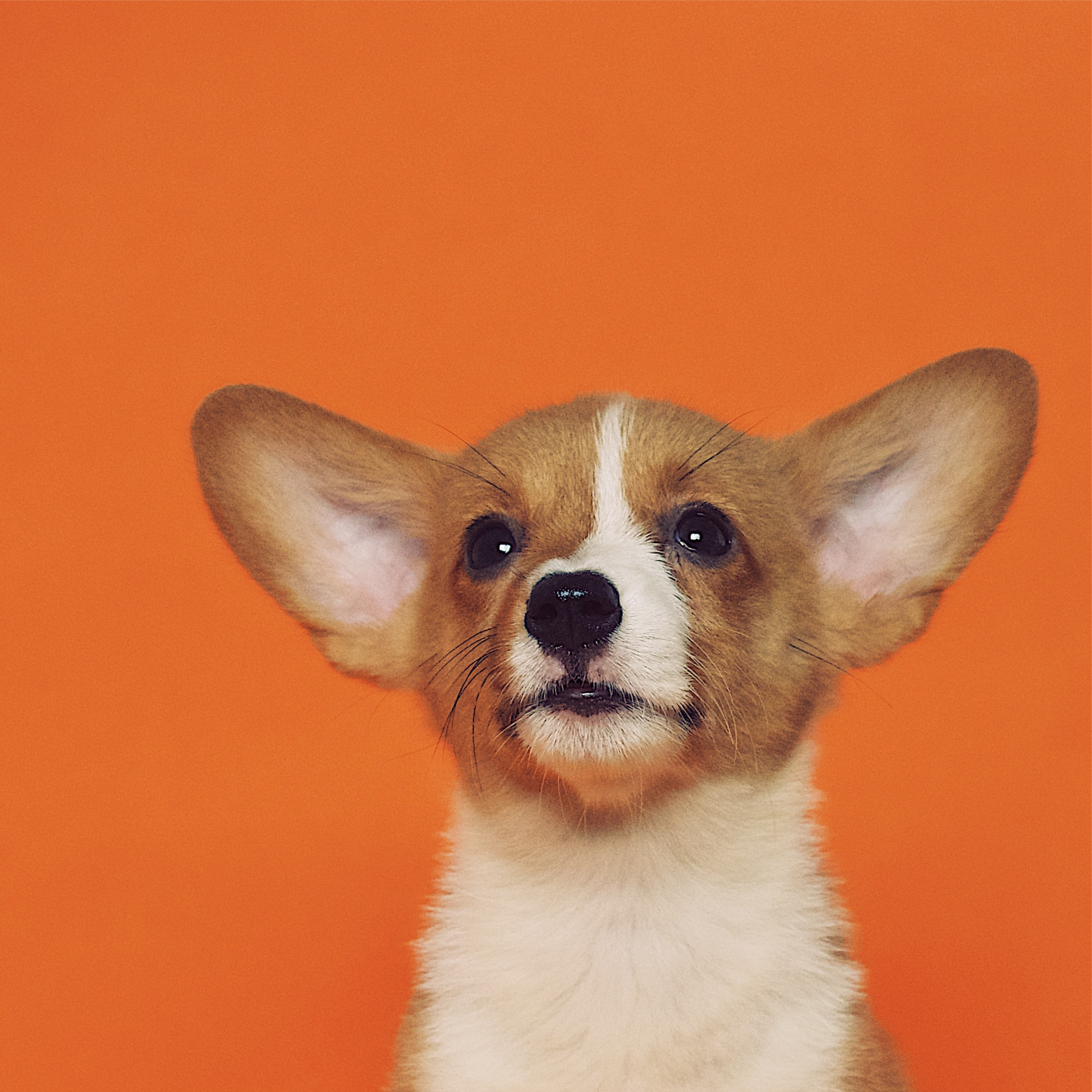 Portrait of a baby corgi on orange textile.