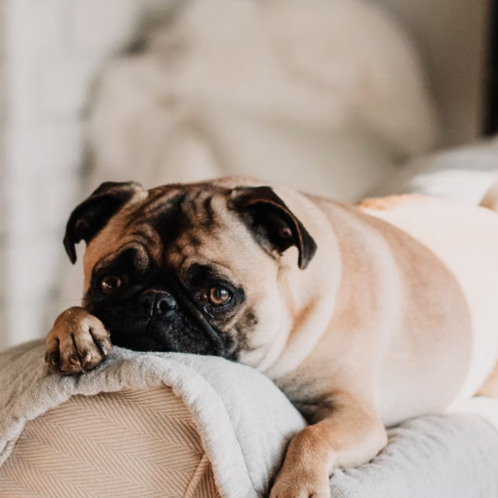 Pug dog laying down on couch.