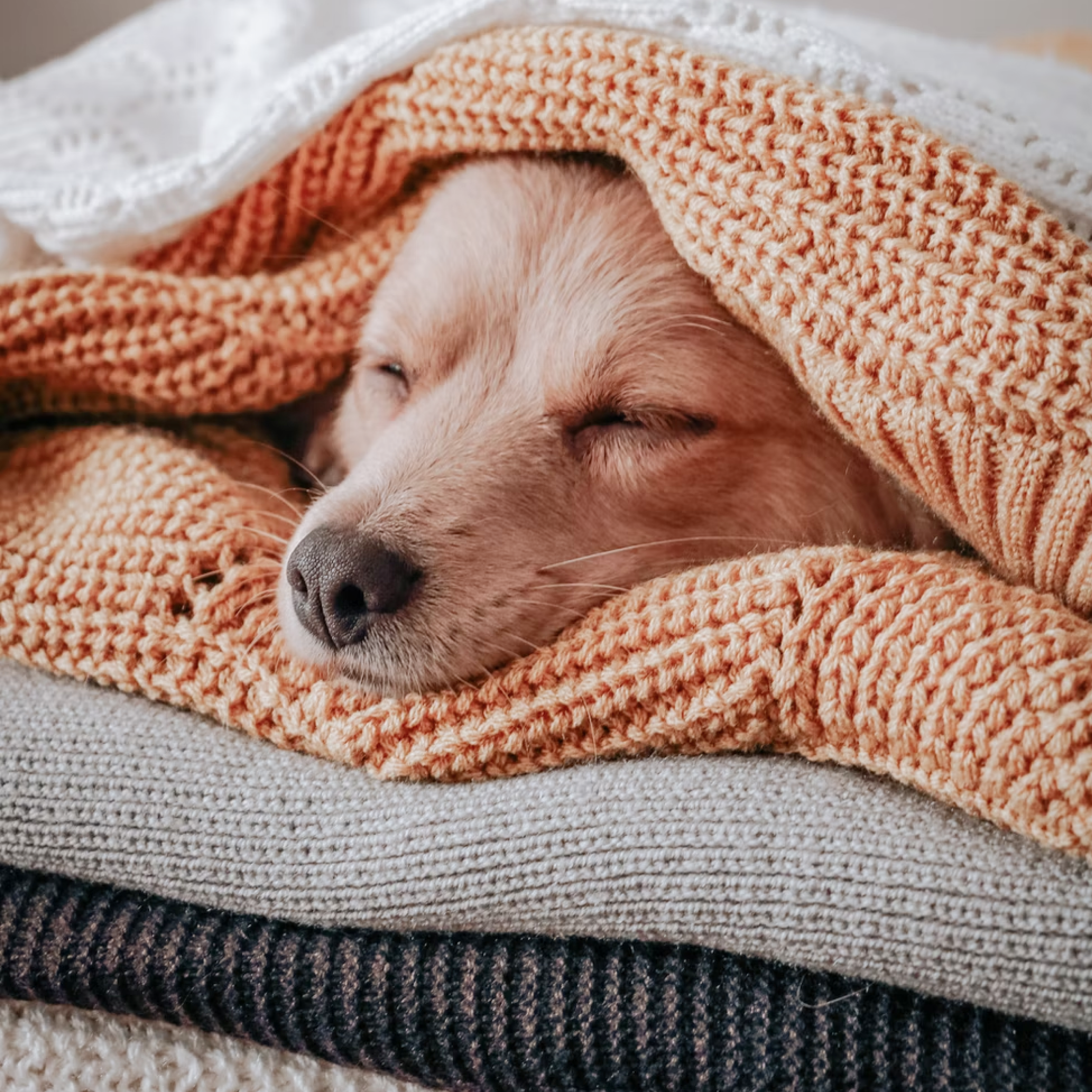 golden dog laying in pile of clothes.