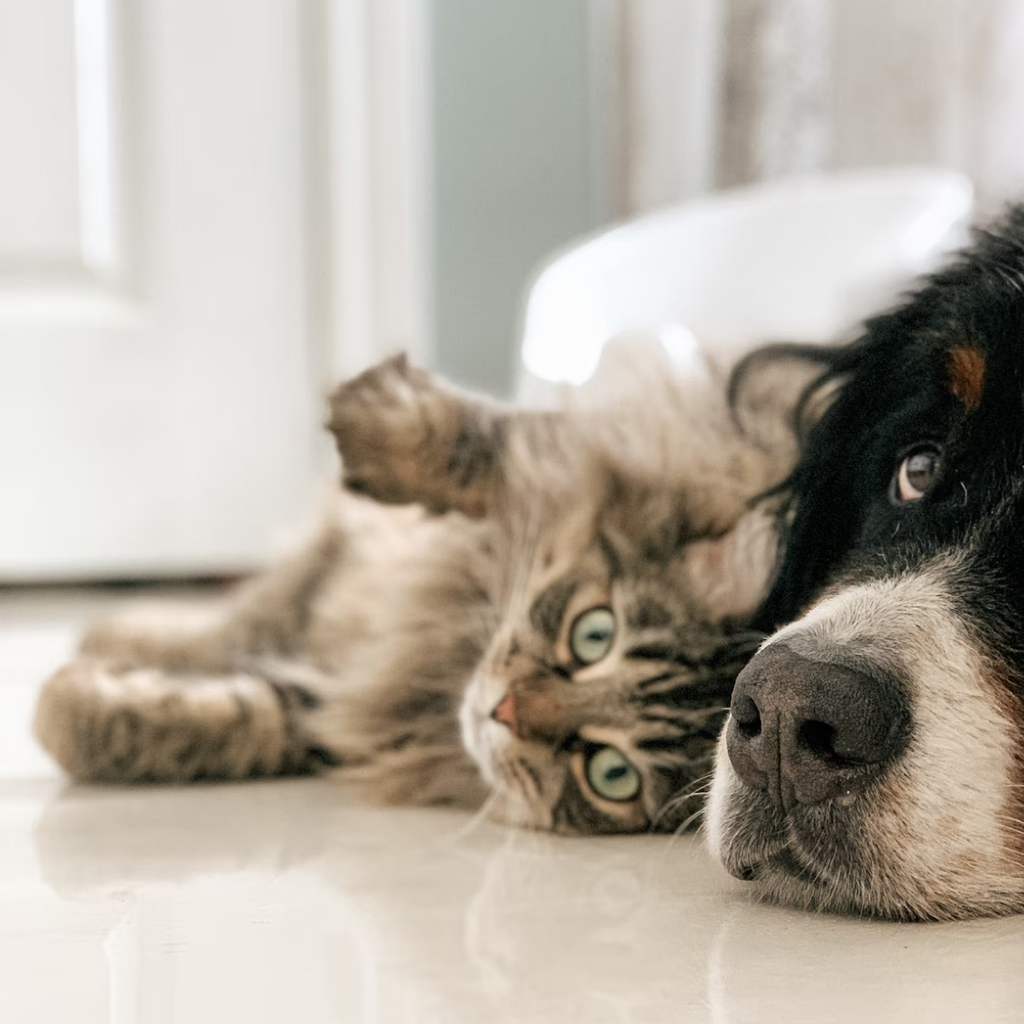 Big dog and small cat laying on ground.