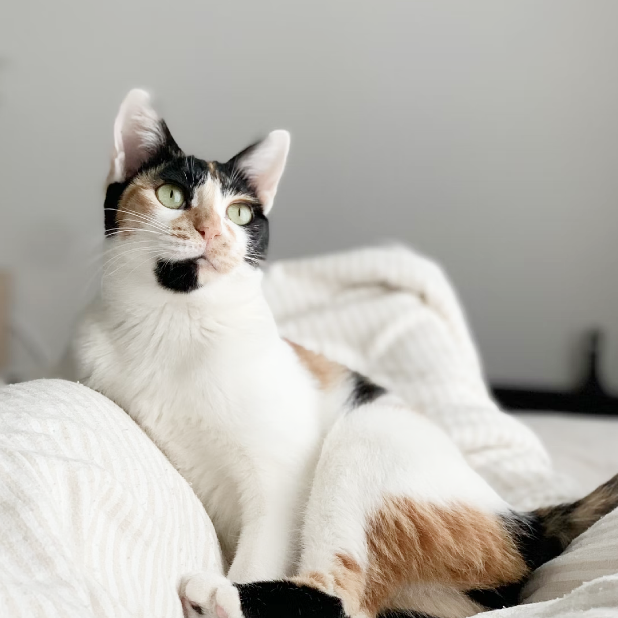 White, black, and brown cat siting on couch.