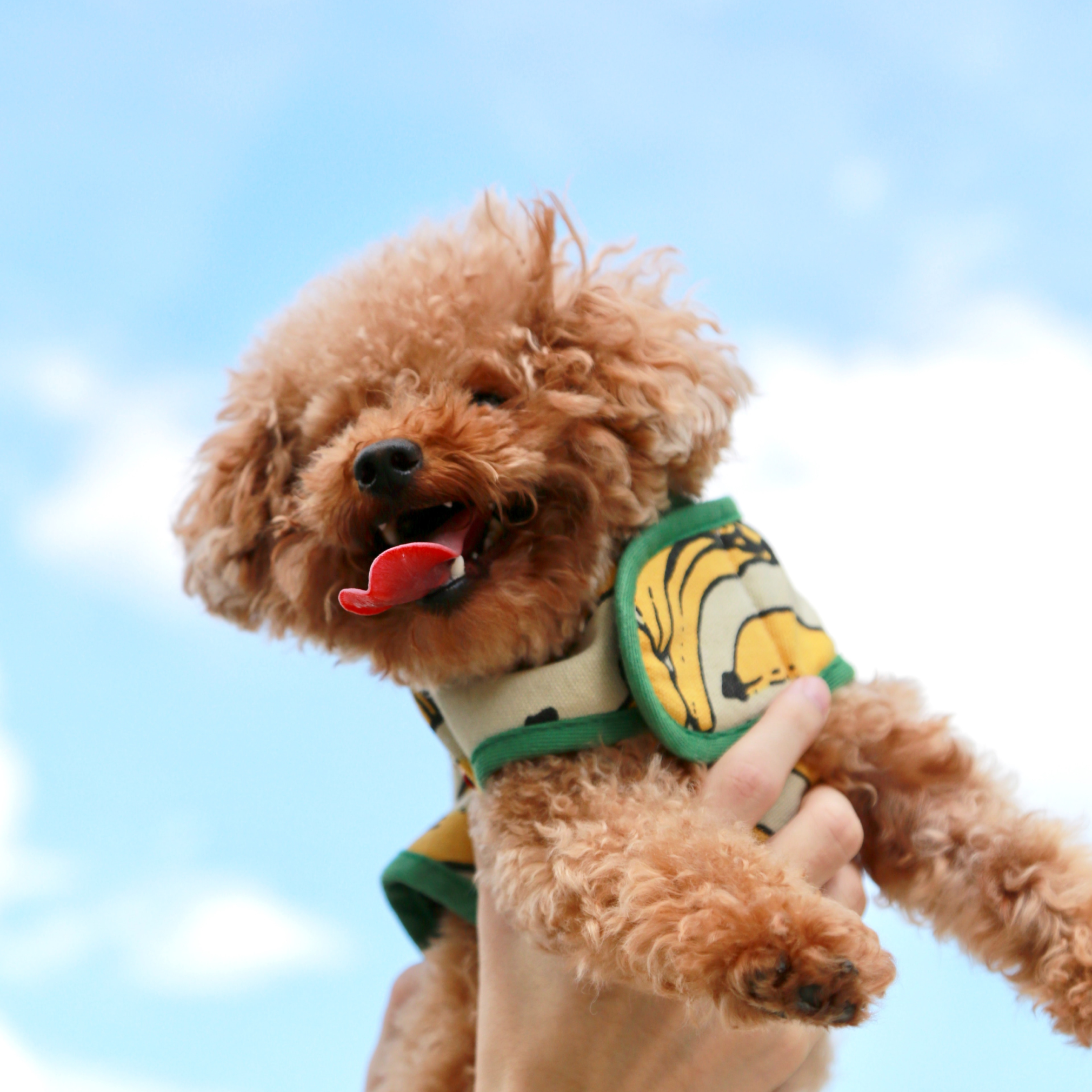 Brown poodle on sky photography.