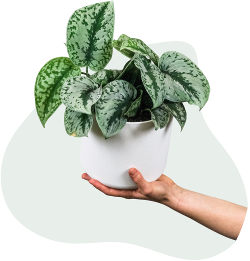 A hand holding a large leafed green plant in a white plant pot