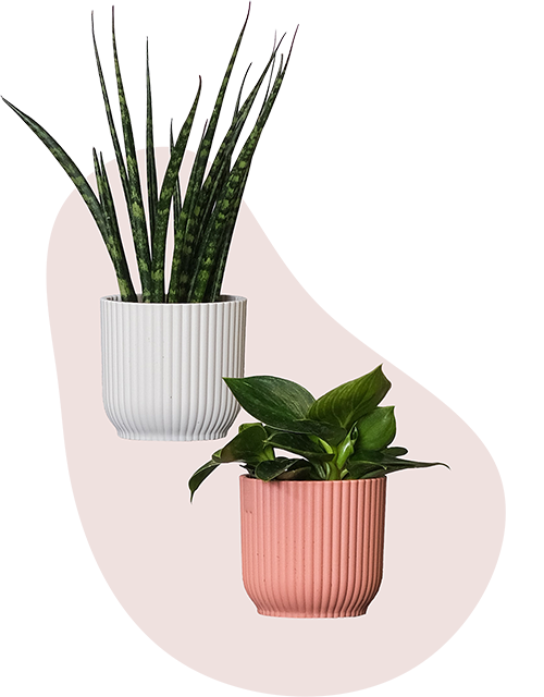 Two small plants in a small white pot and pink pot