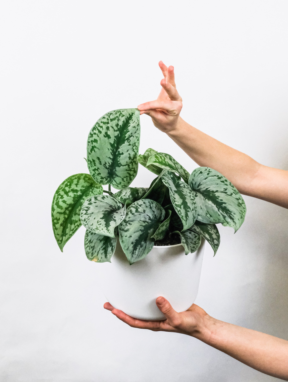 Two hands holding a plant with a white pot