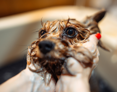 a real dog taking a shower which has bubble on it