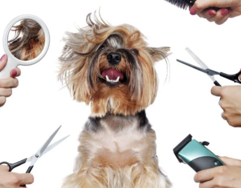 A real dog surrounded by a comb, mirror, hairdryer, and scissors 