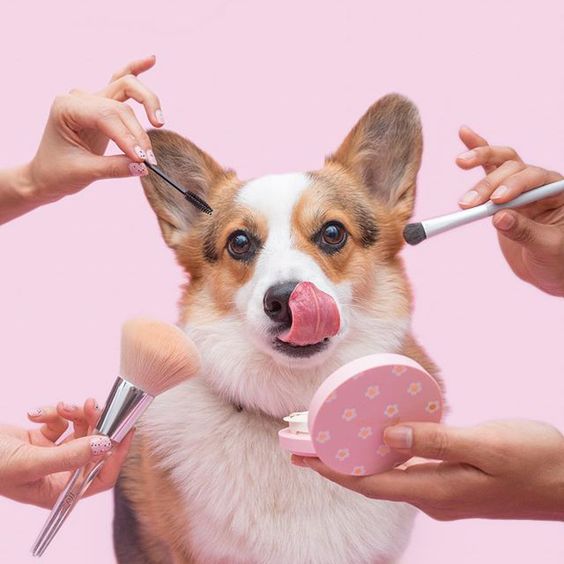 A make up dog