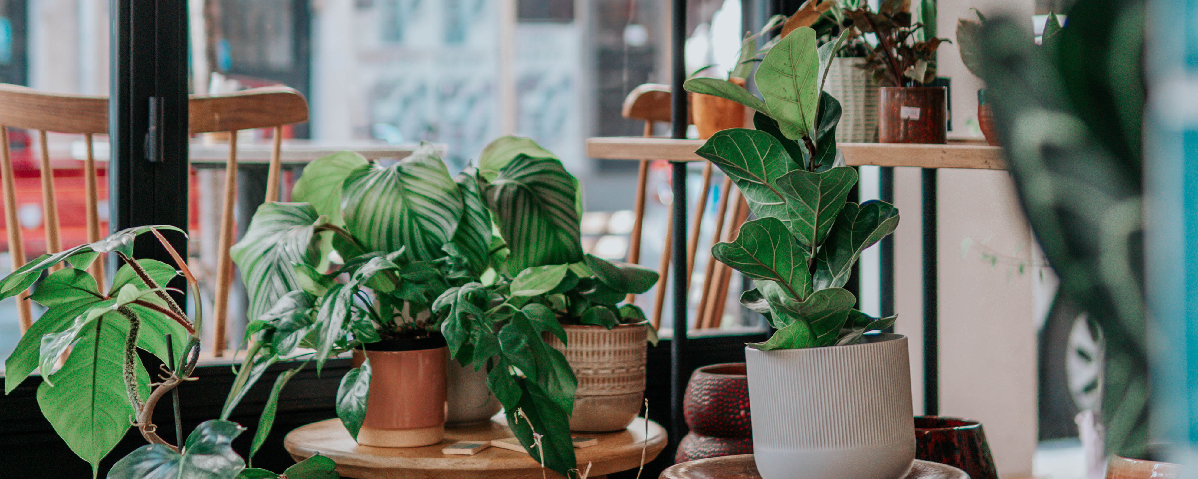 Interior of a plant shop with succulents on a wooden table.