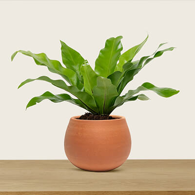 Product Page: Bird's Nest Fern