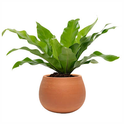 Product Page: 5-inch Bird's Nest Plant.