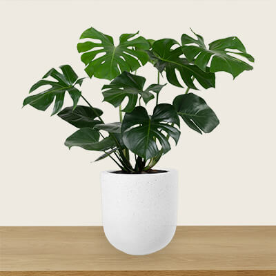 Product Page: Monstera Deliciosa