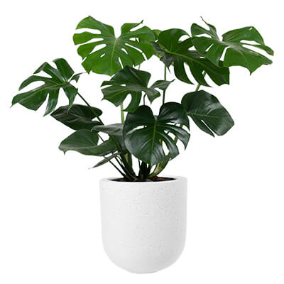 Product Page: 25-inch Monstera Deliciosa.