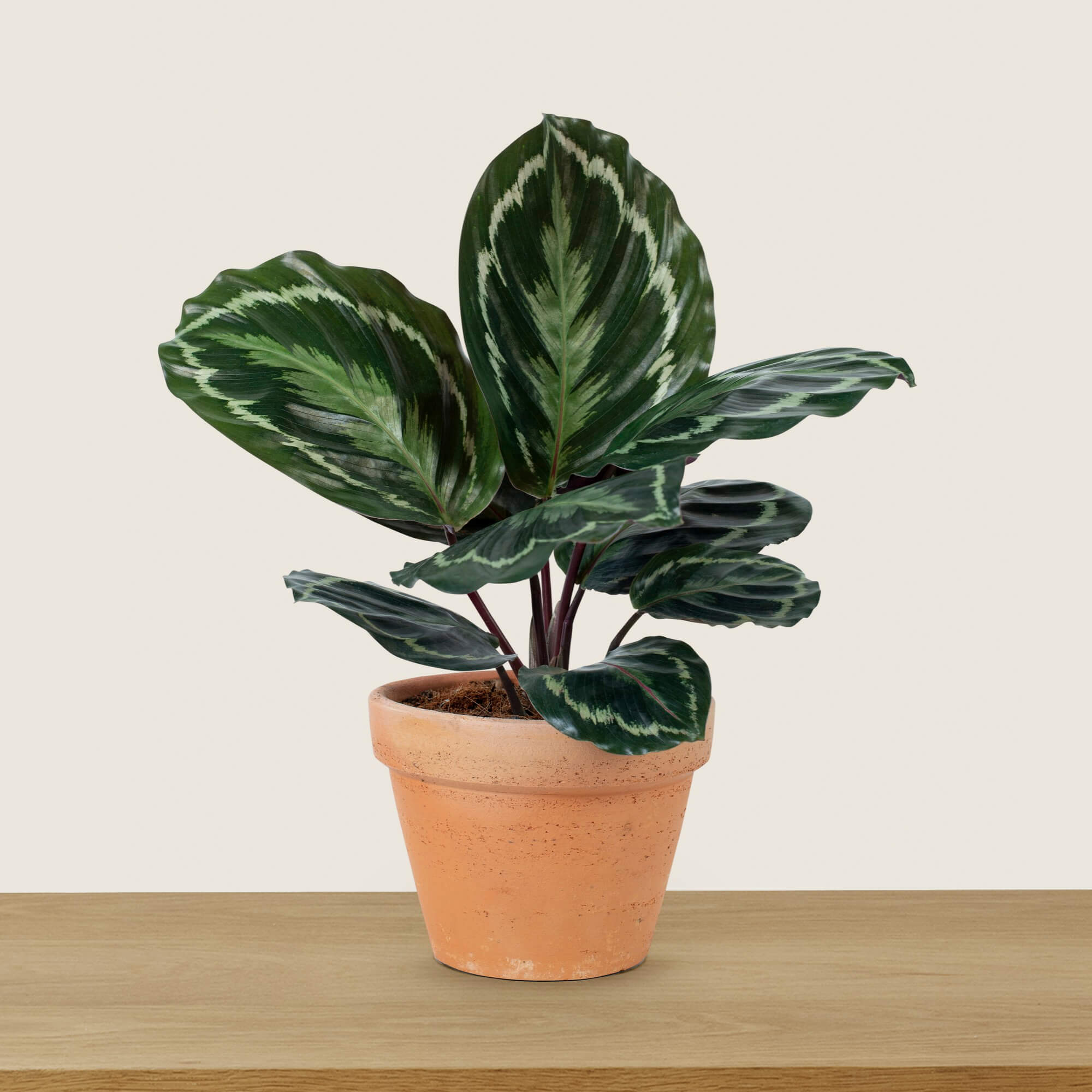 Product Page: Calathea