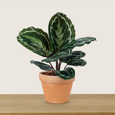 Picture of a 5-inch potted calathea.