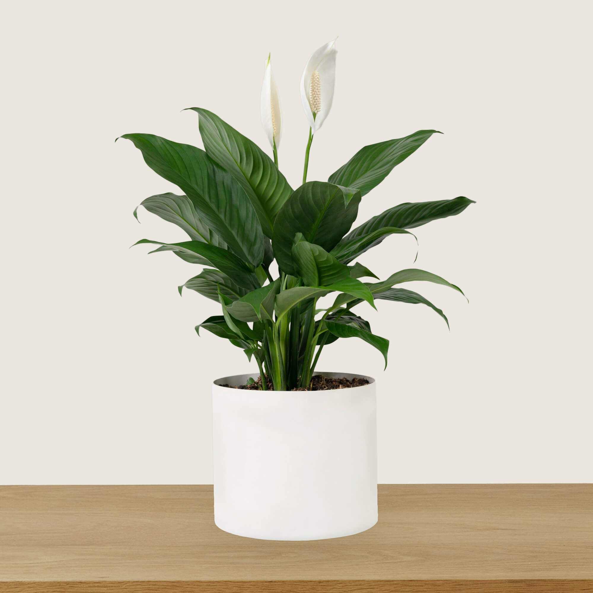 Product Page: Peace Lily