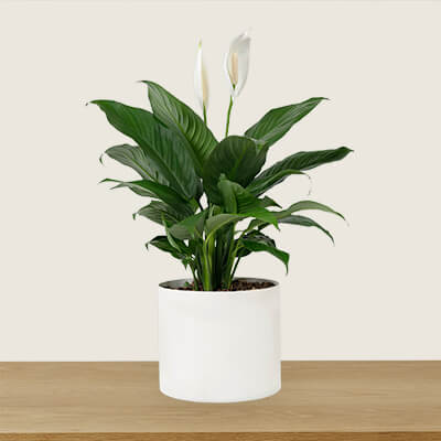 Product Page: Peace Lily