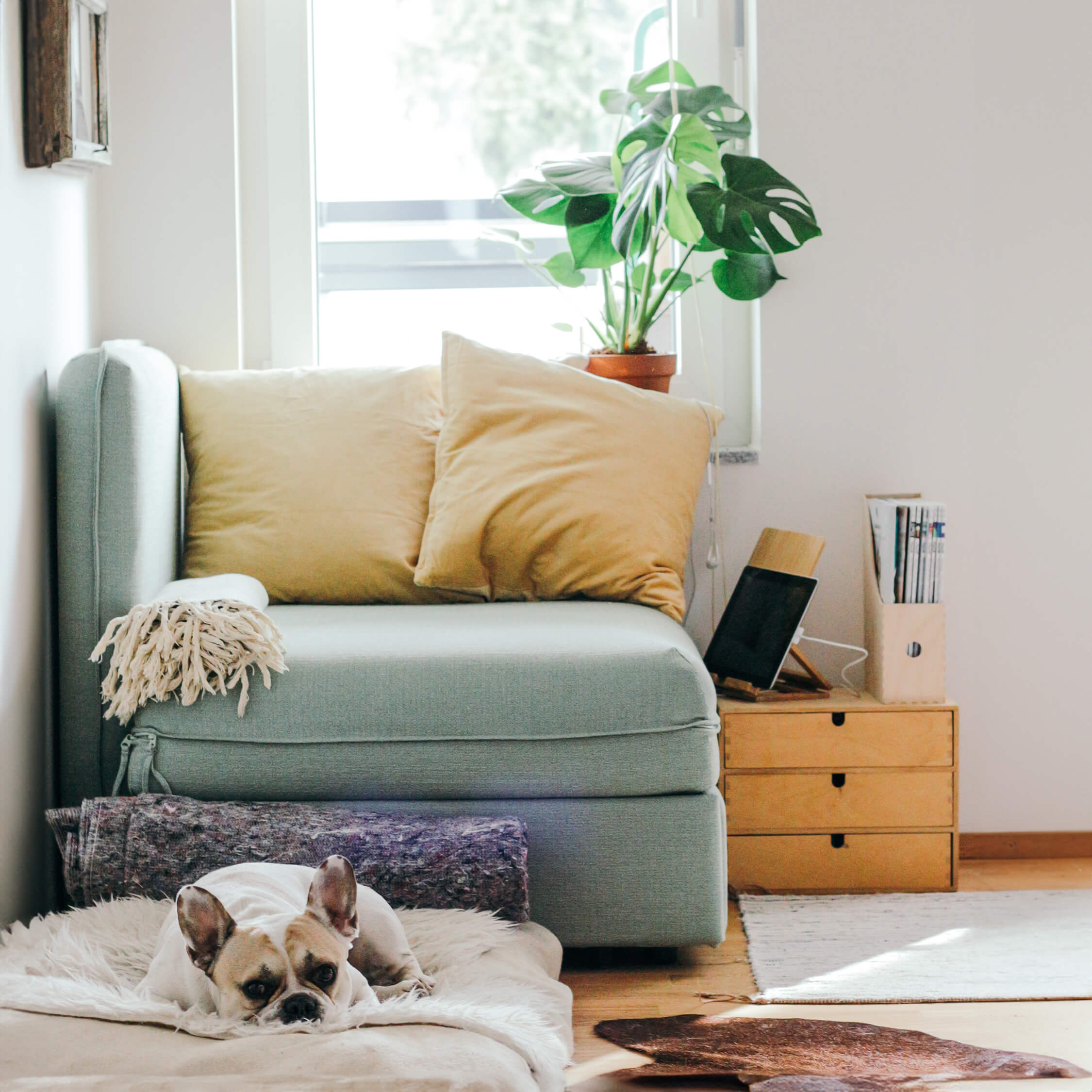 A Ficus Elastica plant on the windowsill of a living room