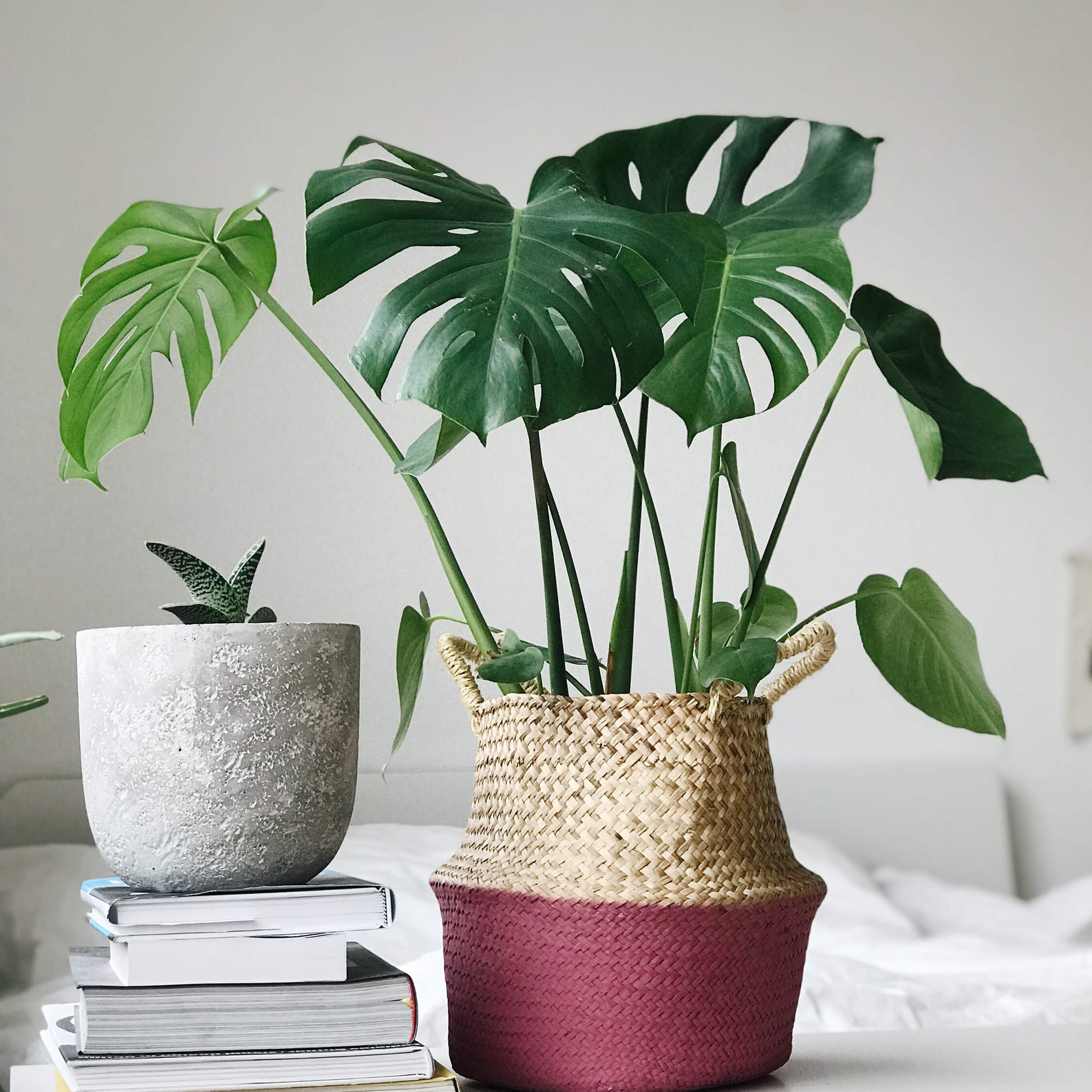 A Monstera Deliciosa plant in a beige and burgundy woven pot