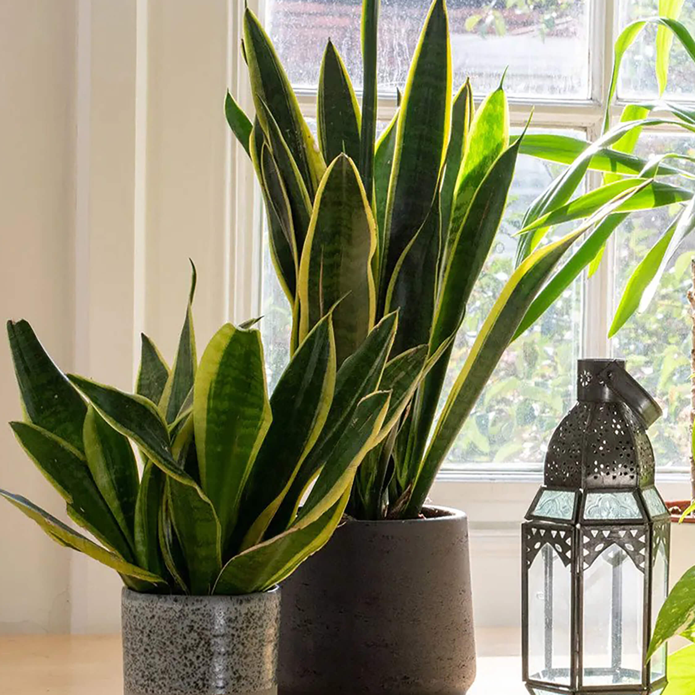 Two Sansevieria plants sitting on a sunlit windowsill