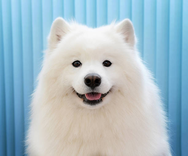 A picture of a cute samoyed