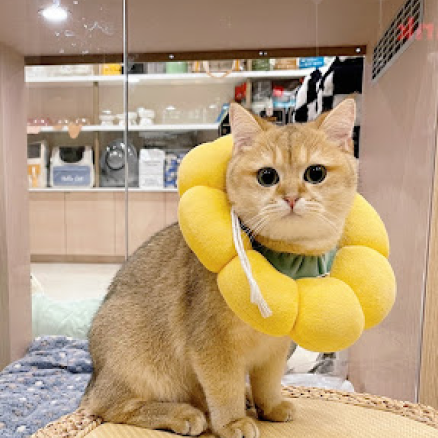 Hashbrown, a shorthair blonde cat with his flower pillow