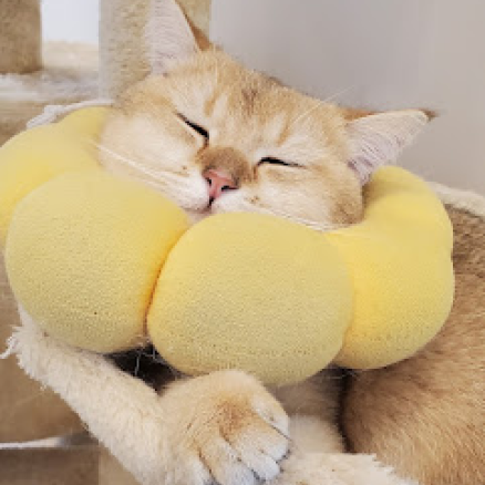 Hashbrown sleeping on his flower pillow