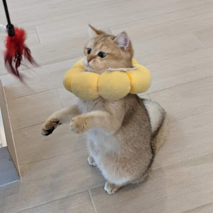 hashbrown the cat with his flower pillow playing