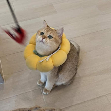 hashbrown the cat with his flower pillow watching a toy