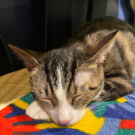 Mavis the cat sleeping on top of a multicoloured blanket