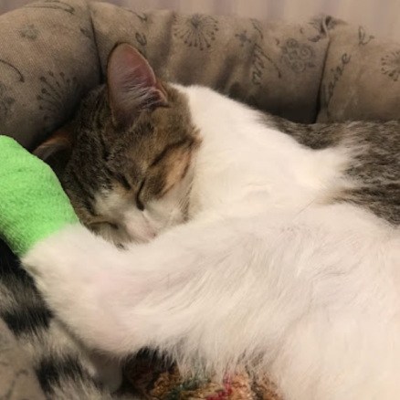 Mavis the cat sleeping on a cat bed