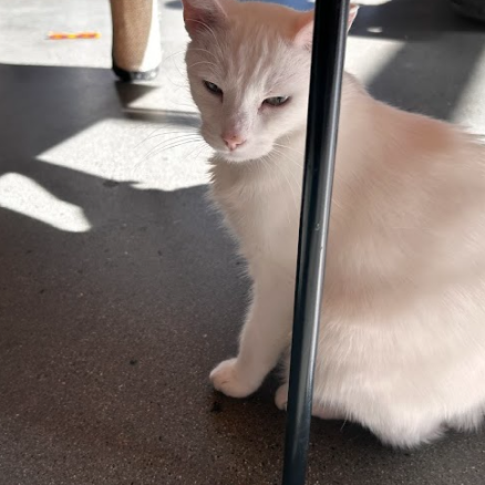 Thor, a shorthaired white cat sitting under a table