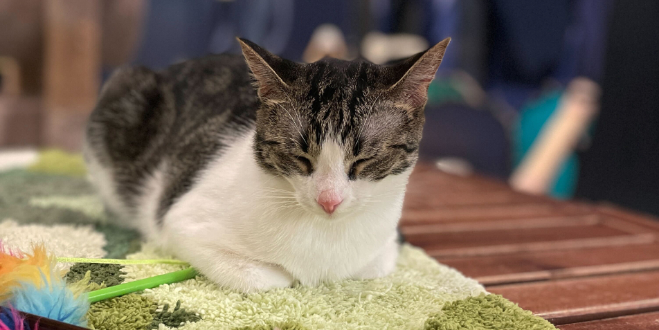 A short hair grey and white cat laying down