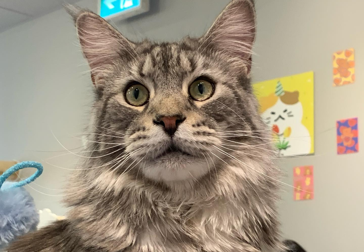 A grey maine coon cat staring at the camera