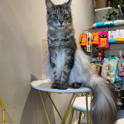 Wolf, a large fluffy grey cat with black stripes sitting on a table